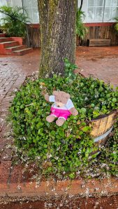 Tedwina trying to sniff some flowers - the context