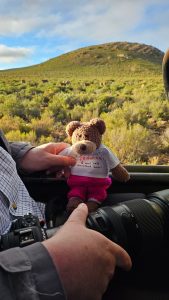 Tedwina on safari, but she is looking the wrong way