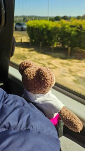 Tedwina on the coach travelling to the game reserve