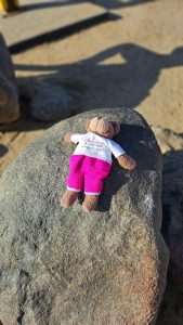 Tedwina sub bathing on a rock