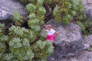Tedwina sniffing the bushes. There are no flowers available.