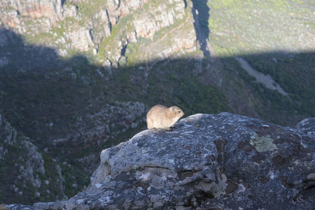 A Dassie - or Rock hyrax, Table Mountain's most common mammal
