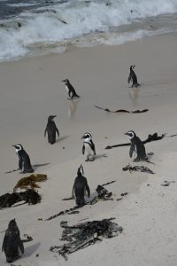 A set of penguins