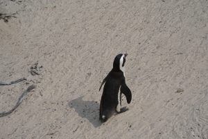 A penguin