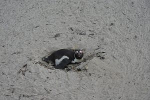A nesting penguin