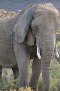 Tedwina sees an elephant