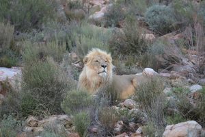 Tedwina sees a Lion