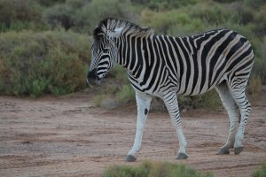 Tedwina sees a Zebra