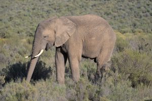 Tedwina sees another elephant