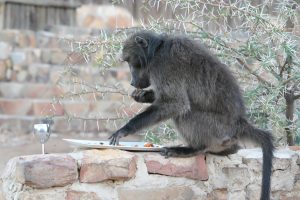 Those naughty baboons steal the food meant for the tourists