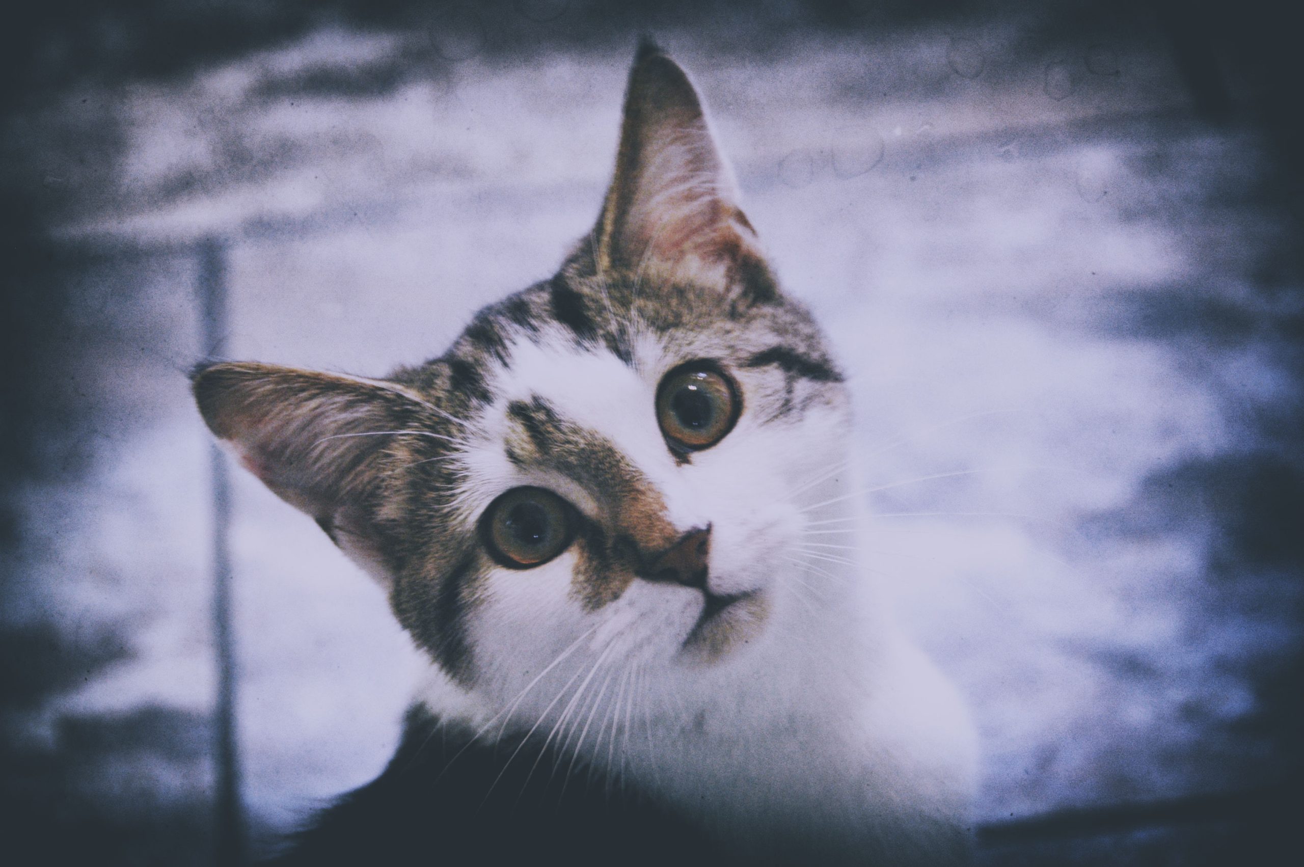 Tiggy – The Loss of a Great Friend